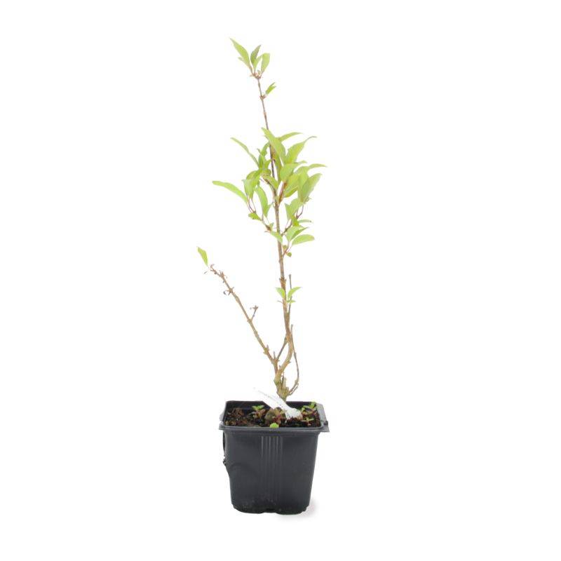 Mimosa de Paris 'Lynwood Gold' (Forsythia x intermedia 'Lynwood Gold') - Godet - Taille 13/25cm - Pépinières Naudet - Image 2