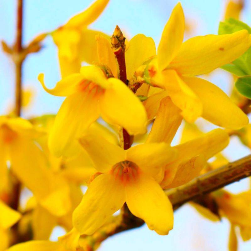 Mimosa de Paris 'Lynwood Gold' (Forsythia x intermedia 'Lynwood Gold') - Godet - Taille 13/25cm - Pépinières Naudet