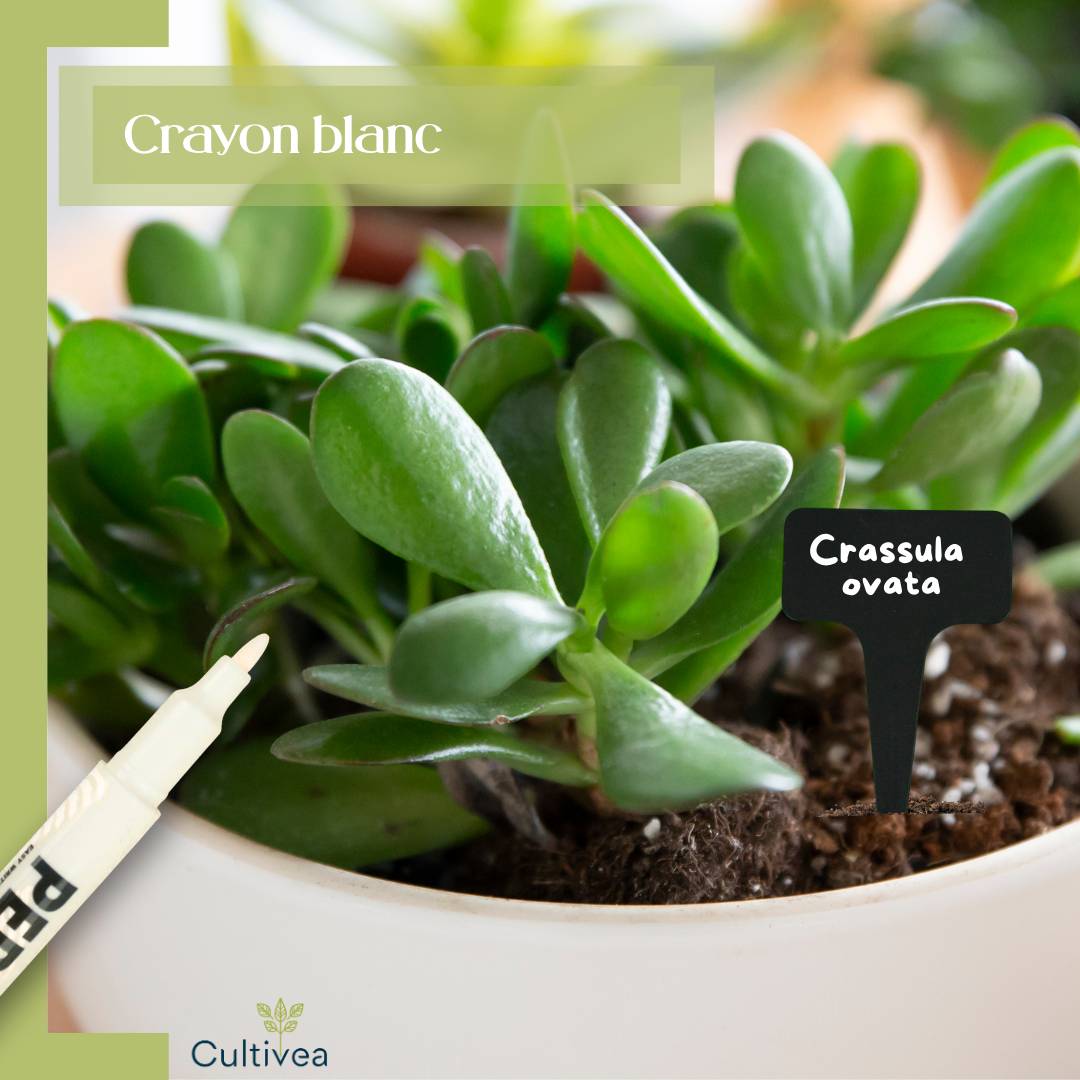 Cultivea - 120 Étiquettes Jardin à Planter en Plastique + Marqueur | Étiquettes Potager Extérieur Waterproof | Forme T à Piquer - Image 5