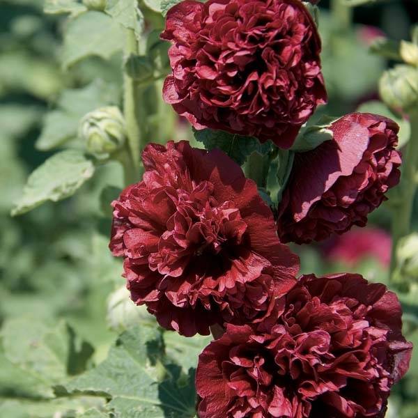 Promesse de Fleurs - Rose Trémière - Alcea rosea Chater's Double rouge Godet de 7/8 cm