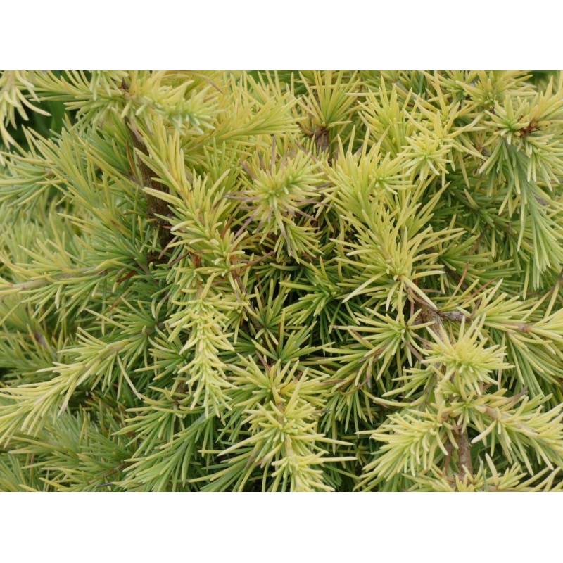 Cèdre de l'Himalaya nain Lime Glow, Cedrus deodara - Pot de 5L - 40/60 cm - Image 1