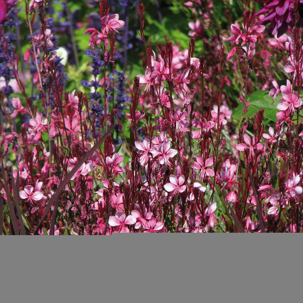 Gaura lindheimeri Lillipop Pink - godet de 8/9cm