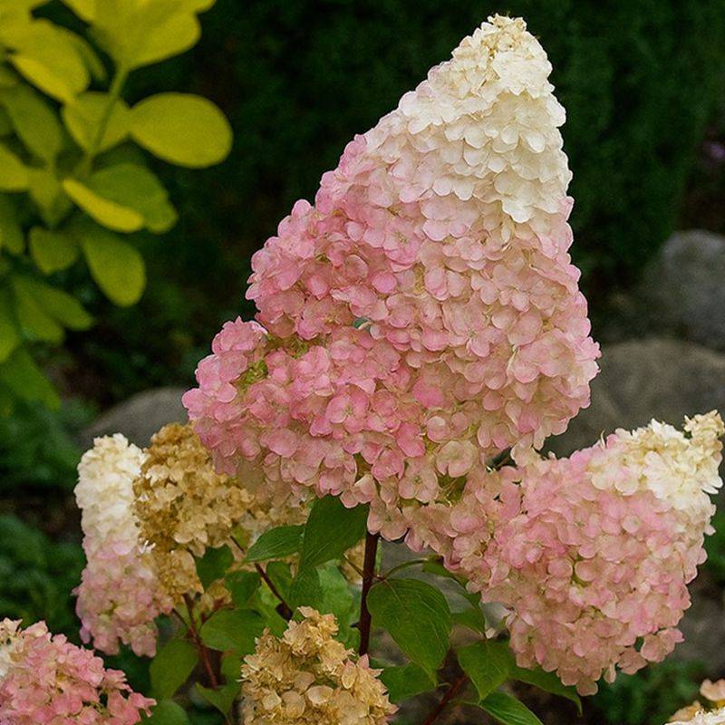 Hortensia paniculé 'Sundae Fraise' ® (Hydrangea paniculata  'Sundae Fraise' ®) - Godet 9cm - Pépinières Naudet