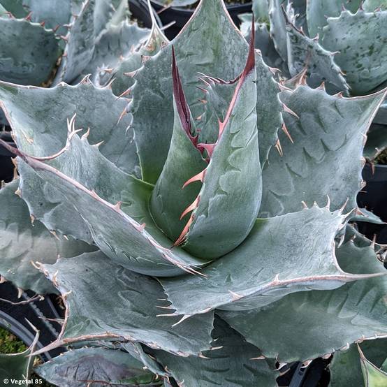 Promesse de Fleurs - Agave parrasana - Agave chou Godet de 8/9 cm