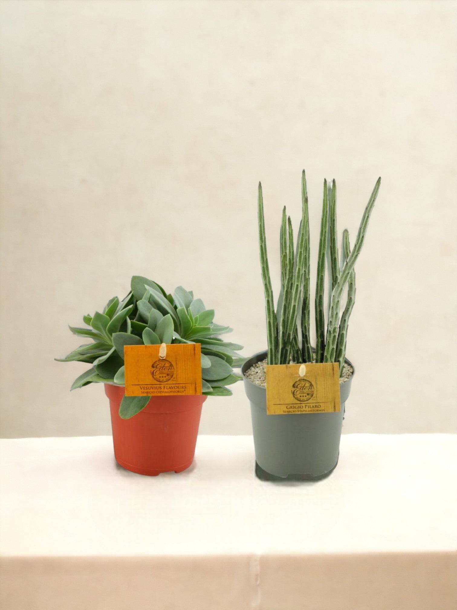 La Green Touch - Box - Duo de senecio- La Green Touch - Imagen 1
