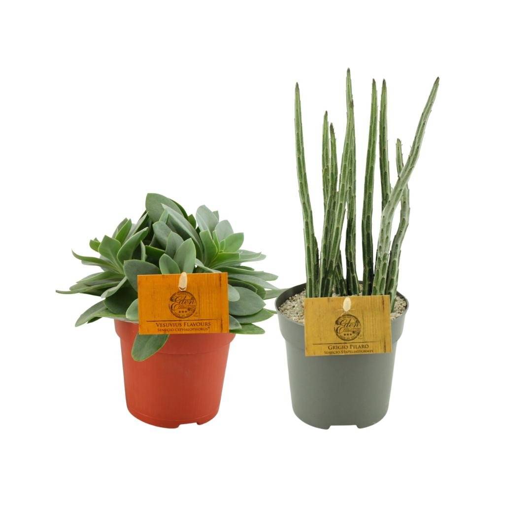 La Green Touch - Box - Duo de senecio- La Green Touch - Imagen 2