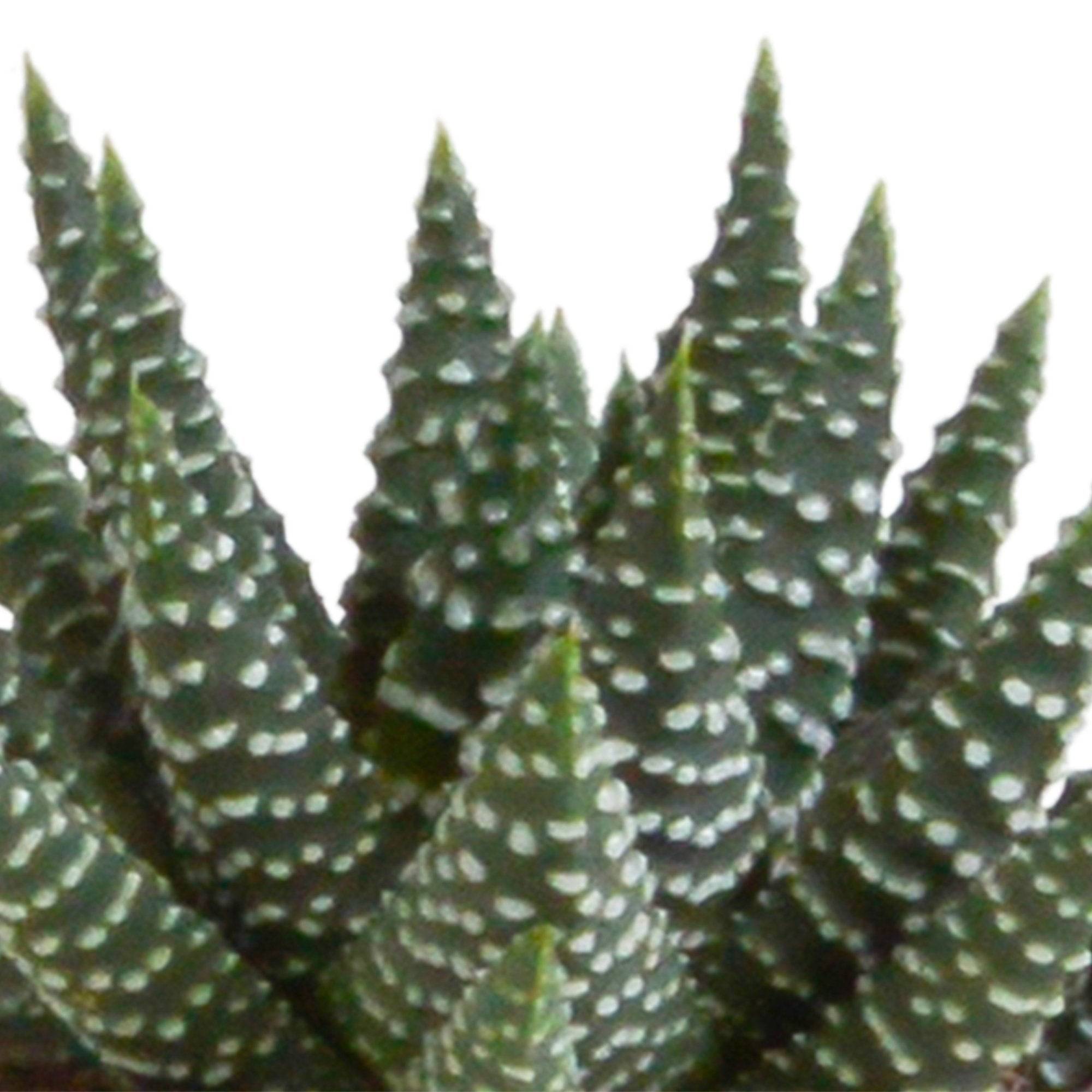 La Green Touch - Mix de 5 succulentes et leurs caches-pots h13cm- La Green Touch - Imagen 6