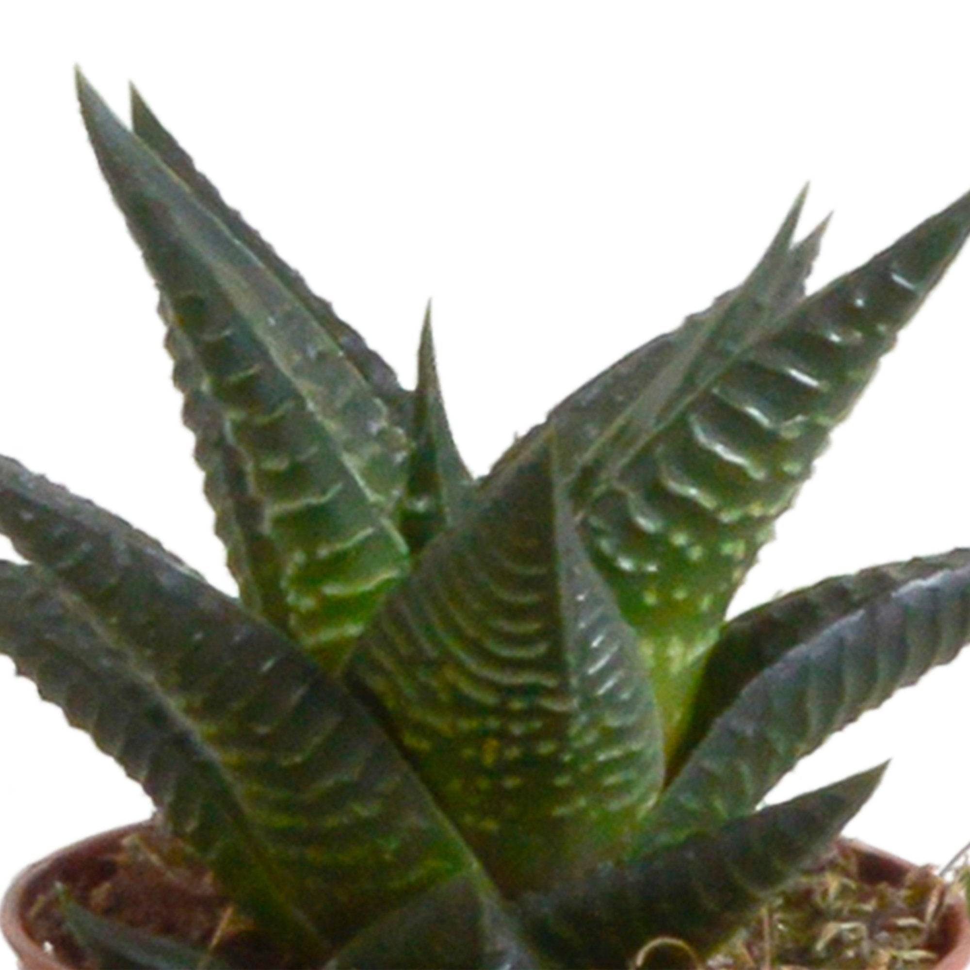 La Green Touch - Mix de 5 succulentes et leurs caches-pots h13cm- La Green Touch - Imagen 5