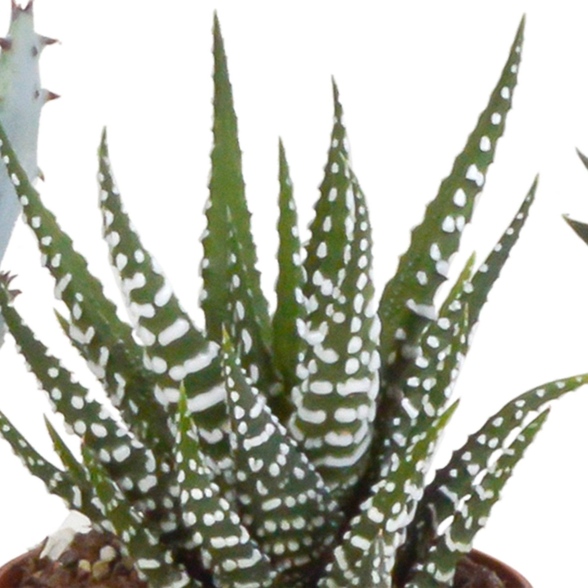 La Green Touch - Mix de 5 succulentes et leurs caches-pots h13cm- La Green Touch - Imagen 3