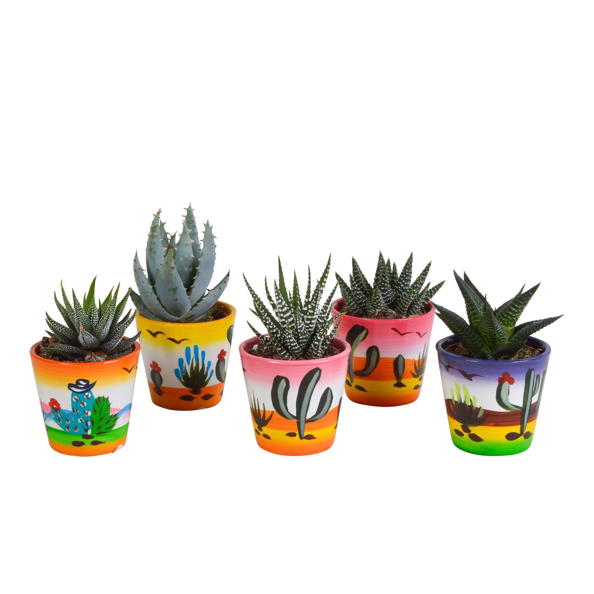 La Green Touch - Mix de 5 succulentes et leurs caches-pots h13cm- La Green Touch - Imagen 2