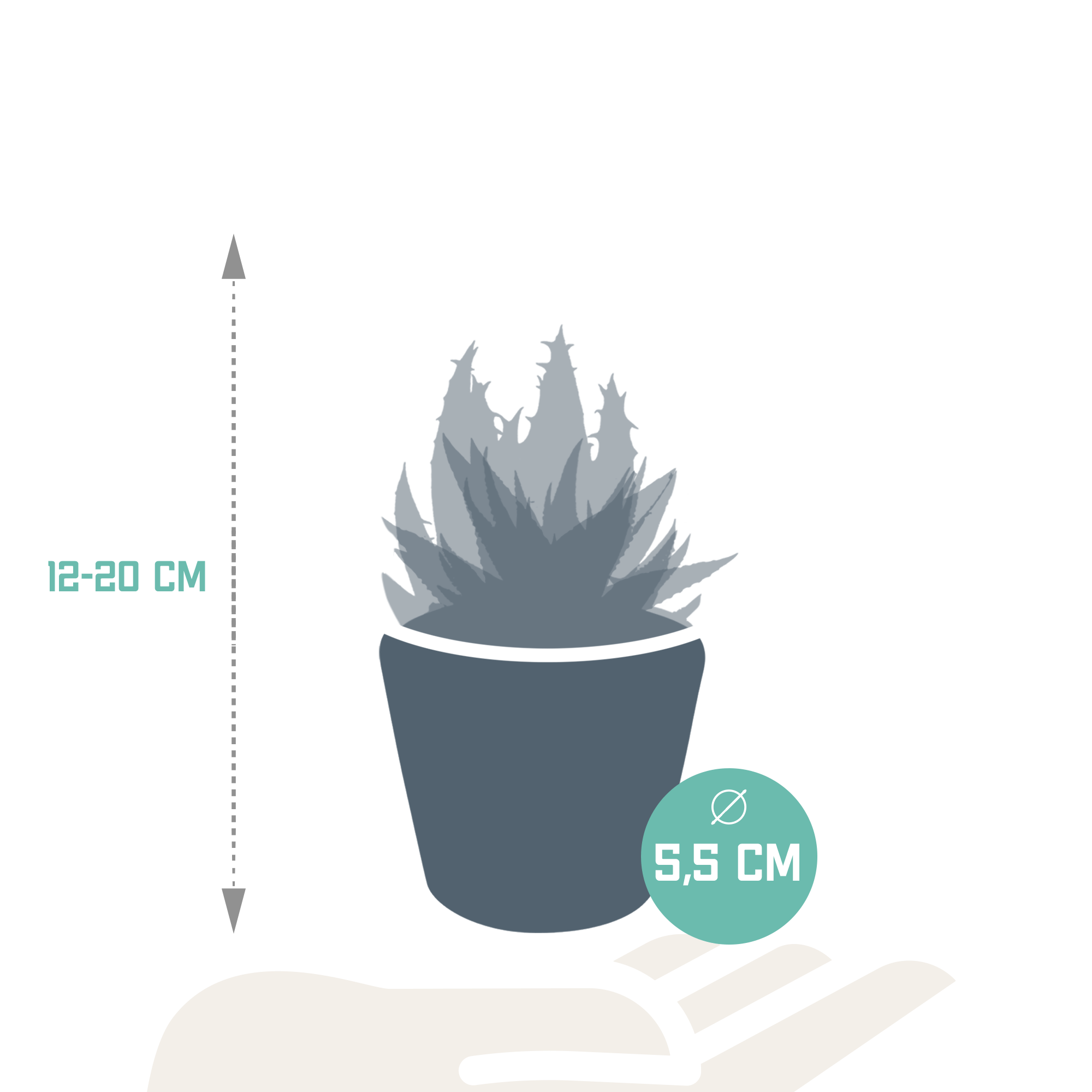 La Green Touch - Mix de 5 succulentes et leurs caches-pots h13cm- La Green Touch - Imagen 8