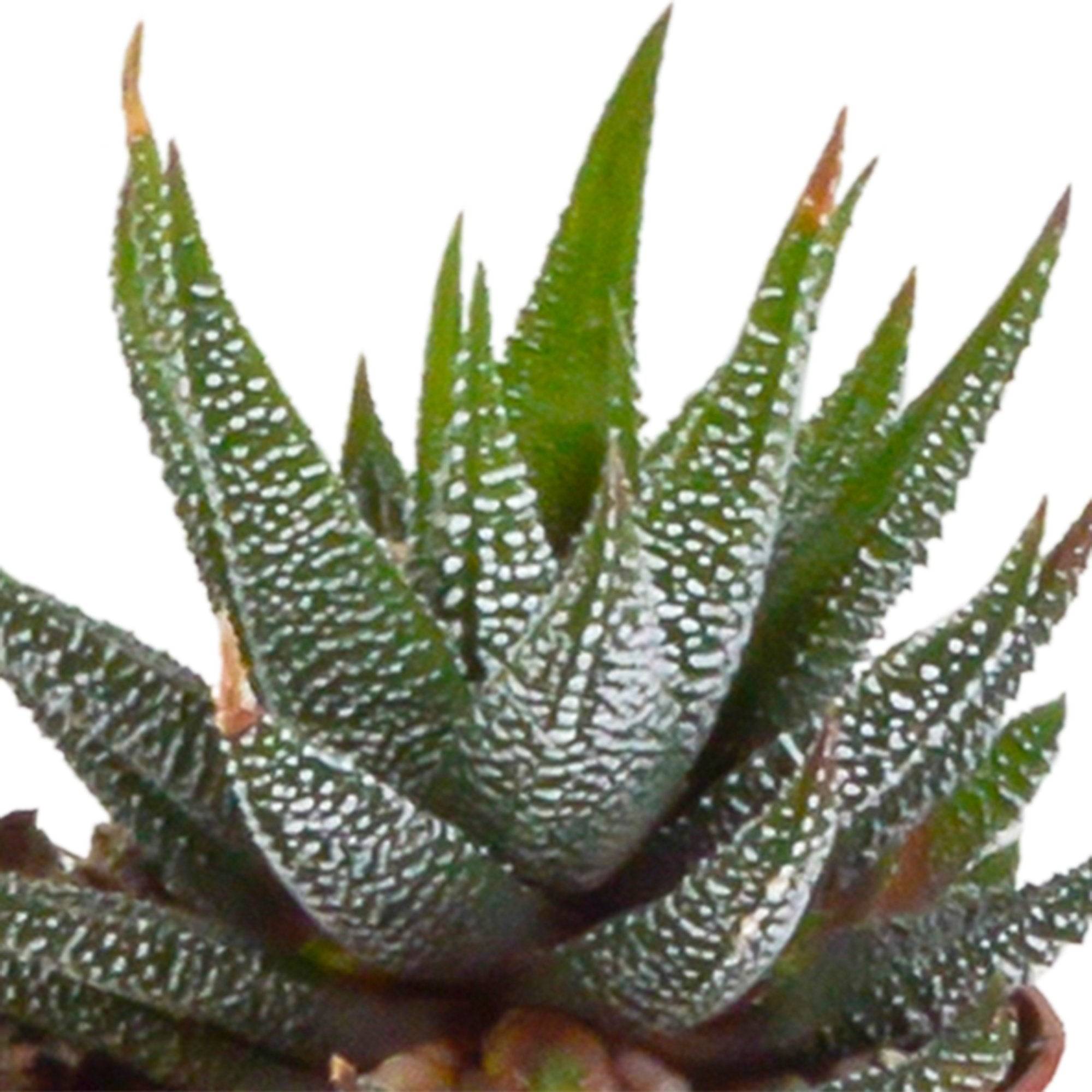 La Green Touch - Mix de 5 succulentes et leurs caches-pots h13cm- La Green Touch - Imagen 4