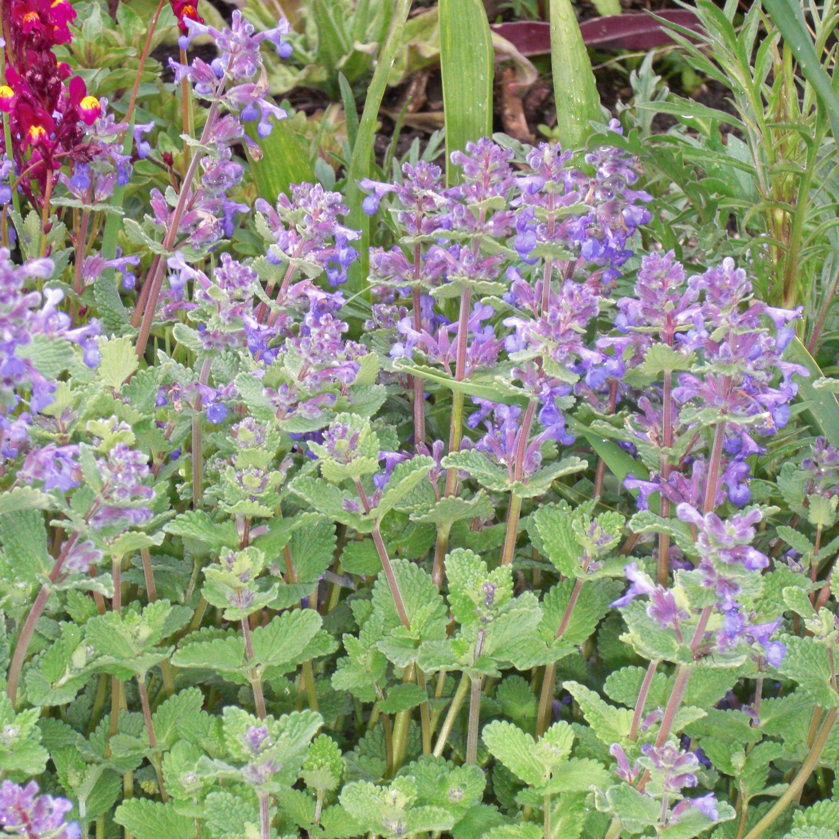 Nepeta faassenii - Népéta hybride Godet de 8/9 cm