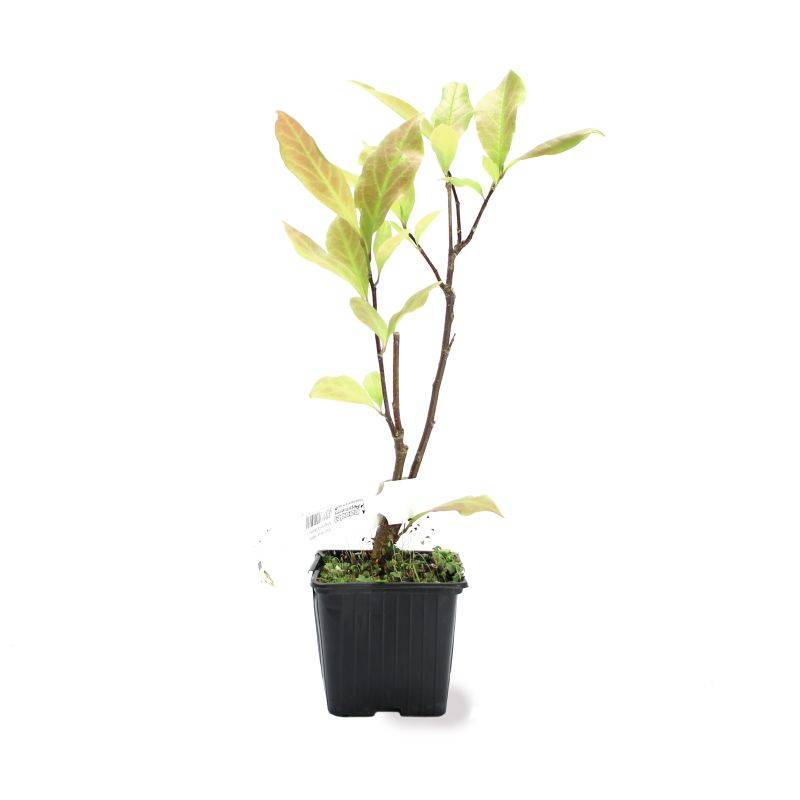 Magnolia 'Betty' (Magnolia 'Betty') - Godet - Taille 20/40cm - Pépinières Naudet - Imagen 2