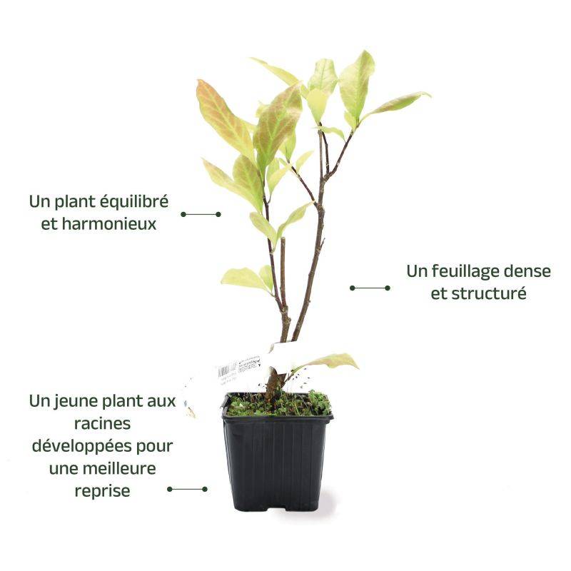 Magnolia 'Betty' (Magnolia 'Betty') - Godet - Taille 20/40cm - Pépinières Naudet - Imagen 3