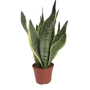 La Green Touch - Sansevieria Futura Superba 40cm - Plante d'intérieur- La Green Touch - Imagen 2