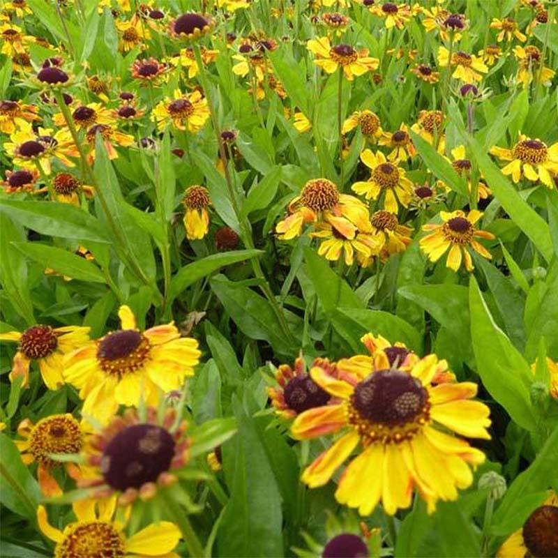 Helenium Windley - Hélénie jaune-orangé. Godet de 8/9 cm