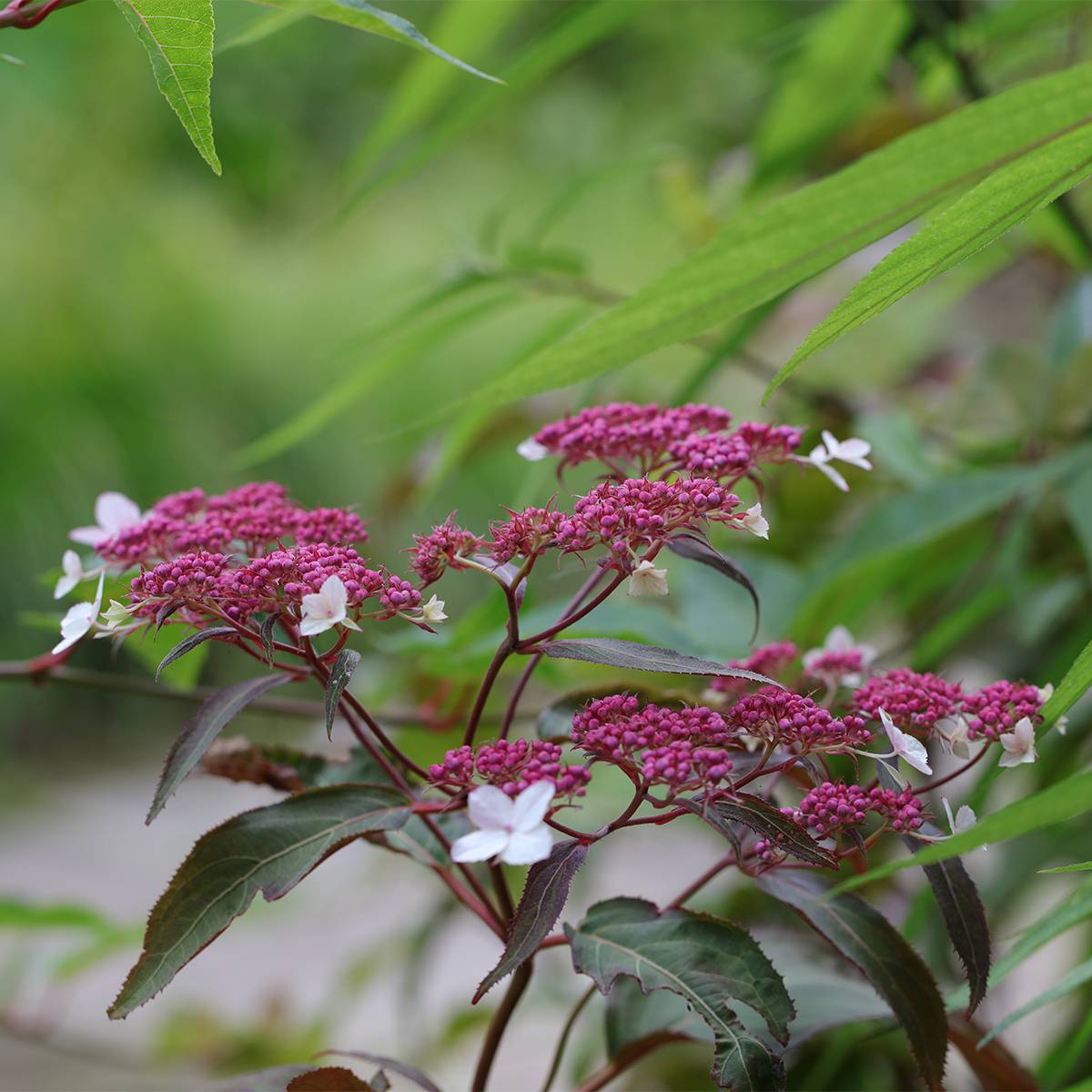 Promesse de Fleurs - Hortensia - Hydrangea aspera Rosemary Foster Pot de 4L/5L - Image 1