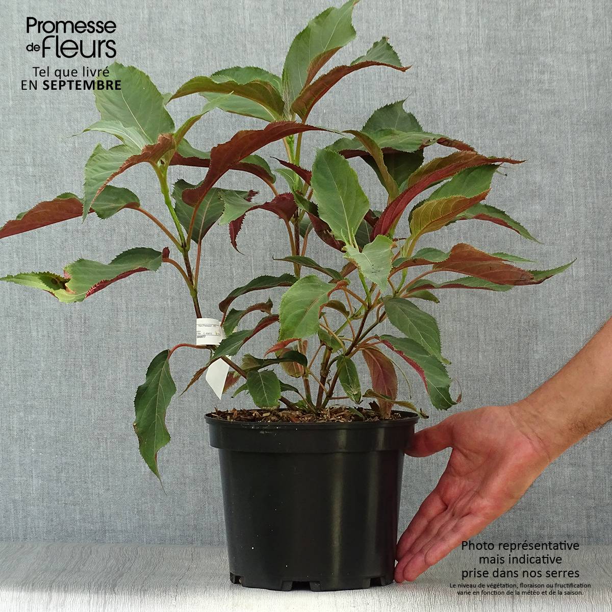 Promesse de Fleurs - Hortensia - Hydrangea aspera Rosemary Foster Pot de 4L/5L - Image 2