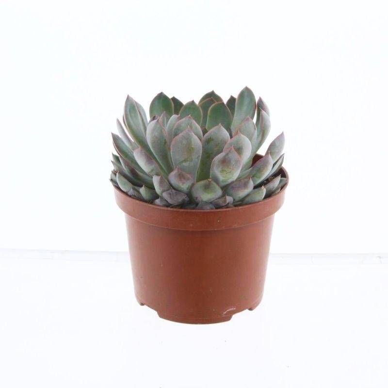 La Green Touch - Echeveria Pelisuda h30cm- La Green Touch