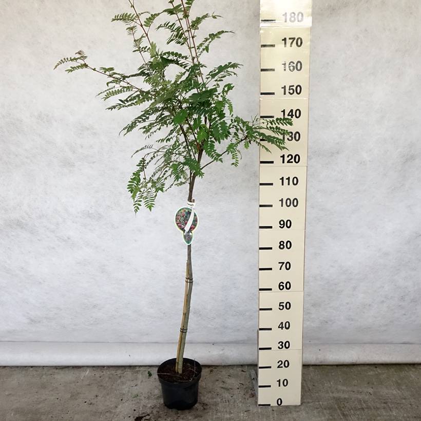Promesse de Fleurs - Sorbier - Sorbus arnoldiana Pink Veil Pot de 4L/5L, Tige - Image 2