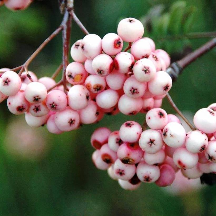Promesse de Fleurs - Sorbier - Sorbus arnoldiana Pink Veil Pot de 4L/5L, Tige