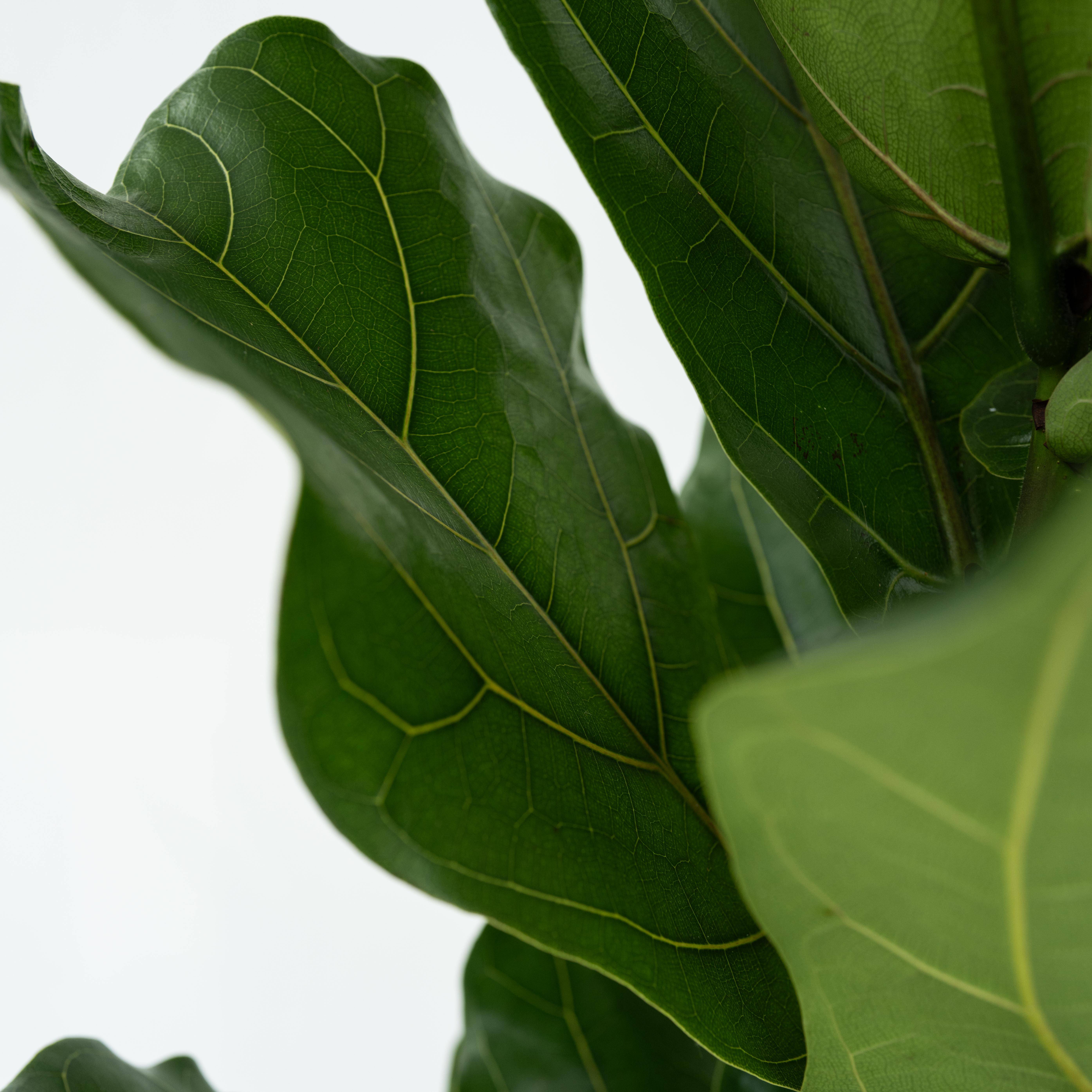 Figuier à Feuilles de Violon - Set de 2 - Ficus Lyrata - Hauteur 70-90cm - ⌀21cm - Image 3