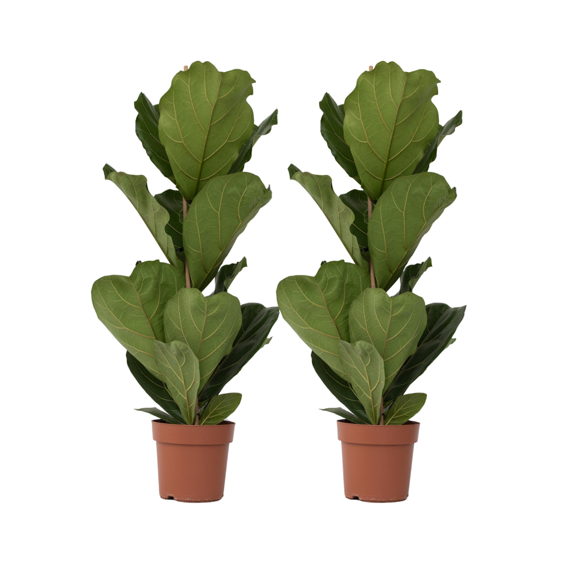 Figuier à Feuilles de Violon - Set de 2 - Ficus Lyrata - Hauteur 70-90cm - ⌀21cm - Image 1