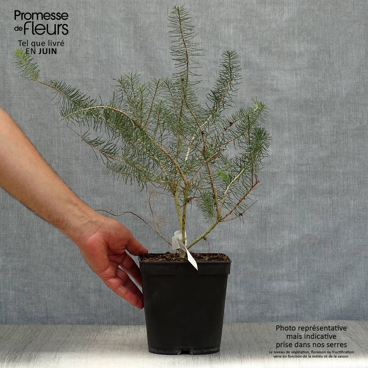 Calothamnus quadrifidus Grey Form (= Grey Leaf) Pot de 4L/5L - Jardiland