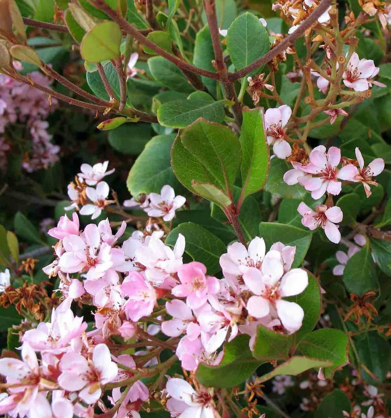 Sans Marque - Rhaphiolepis indica Couleur floraison:rose - Taille:Pot de 15 litres ? 140/160 cm - Image 3