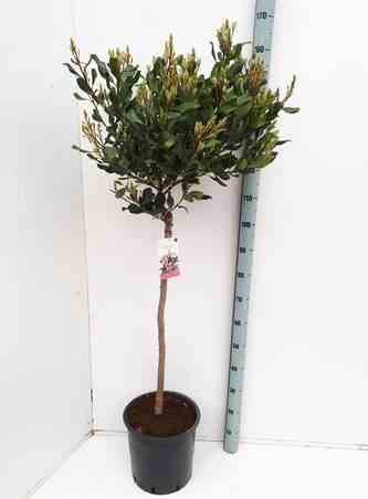 Sans Marque - Rhaphiolepis indica Couleur floraison:rose - Taille:Pot de 15 litres ? 140/160 cm - Image 2
