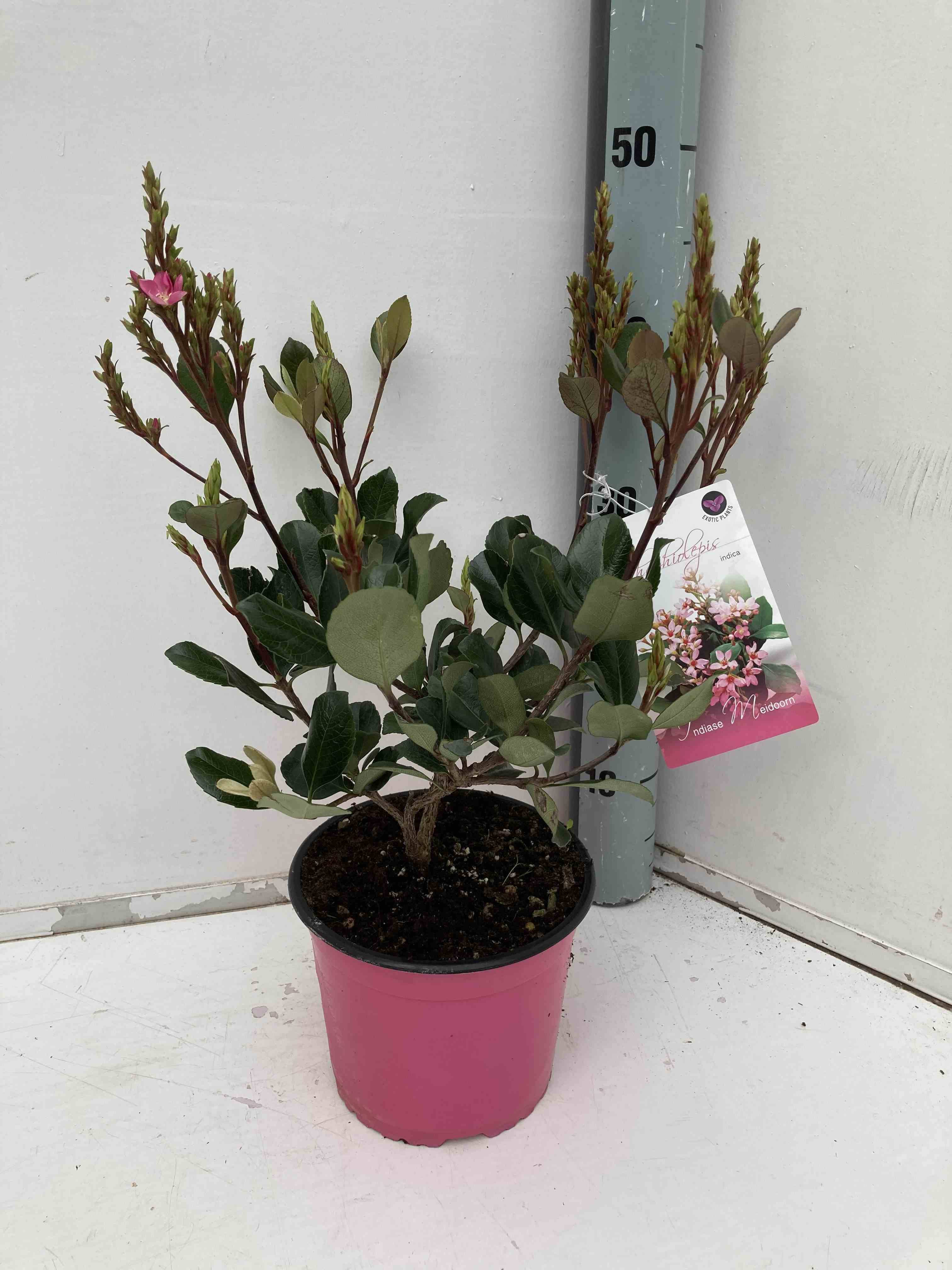 Sans Marque - Rhaphiolepis indica Couleur floraison:rose - Taille:Pot de 15 litres ? 140/160 cm - Image 1