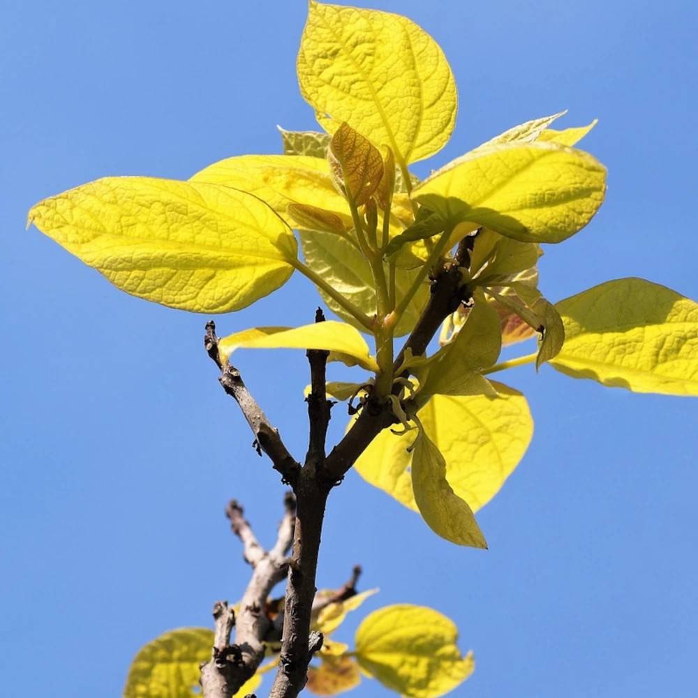 Catalpa commun doré, Catalpa bignonioides - Pot de 15L - Baliveau