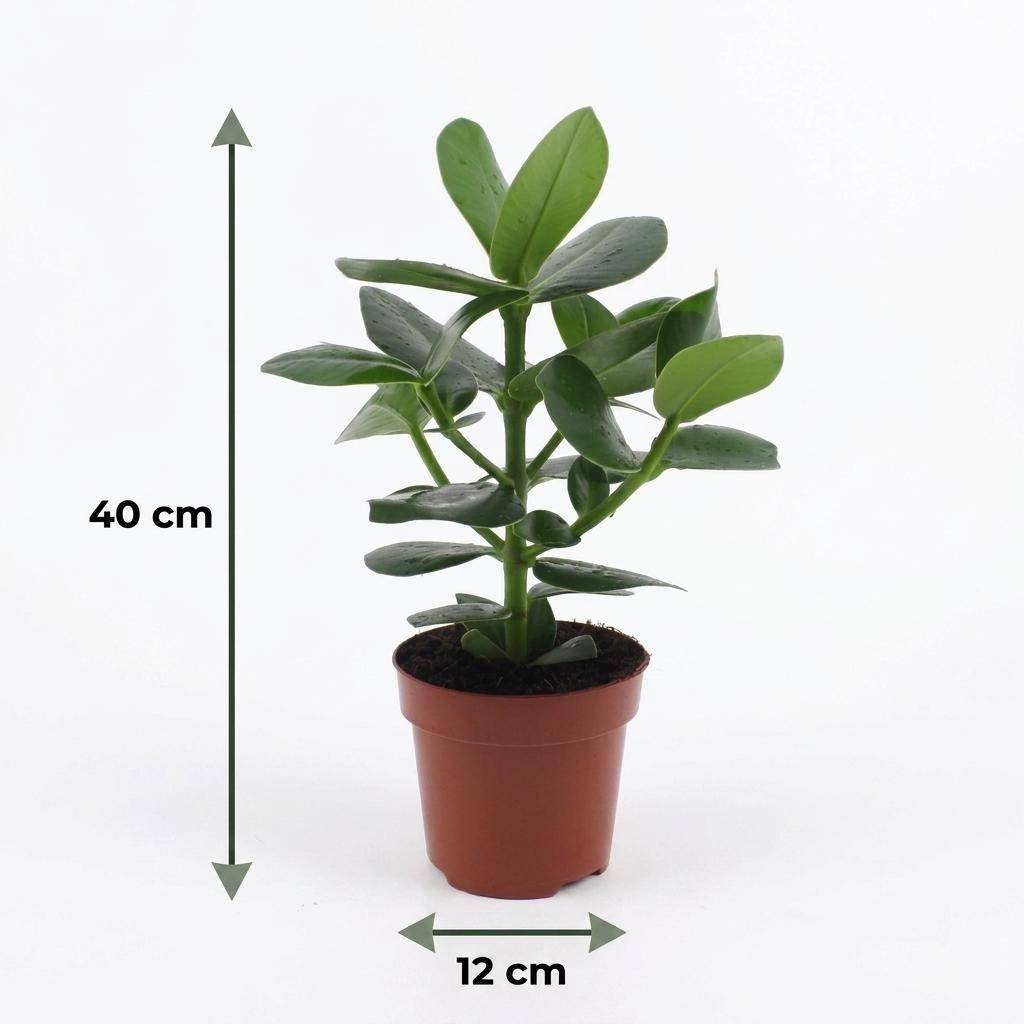 La Green Touch - Clusia rosea Princess - Arbre autographe - Lot de 2 plantes - Avec cache-pot blanc - Pot Ø12 cm, H 40 cm - Image 5
