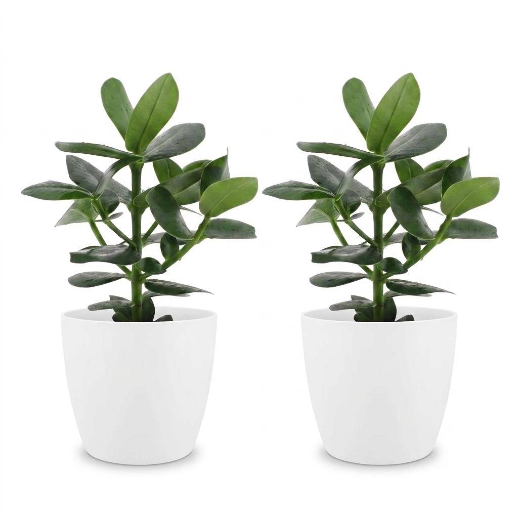 La Green Touch - Clusia rosea Princess - Arbre autographe - Lot de 2 plantes - Avec cache-pot blanc - Pot Ø12 cm, H 40 cm - Image 2