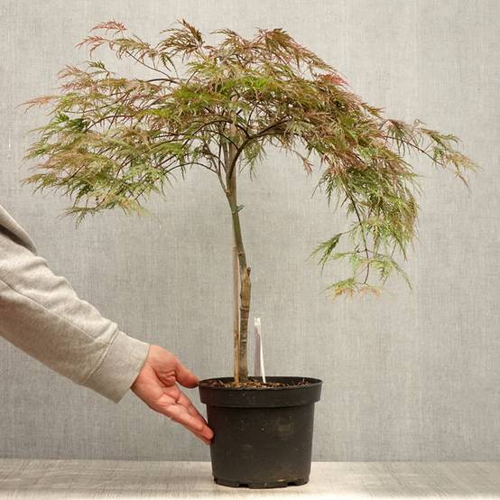 Erable du Japon - Acer palmatum Inaba-Shidare Pot de 3L/4L - Image 2