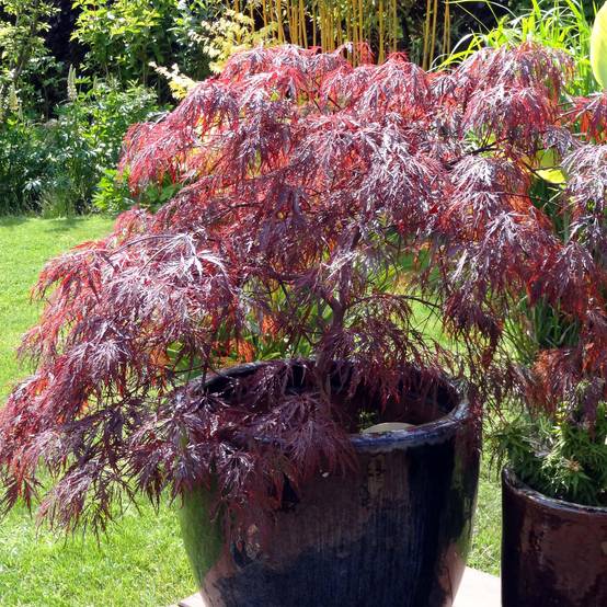 Erable du Japon - Acer palmatum Inaba-Shidare Pot de 3L/4L - Image 1