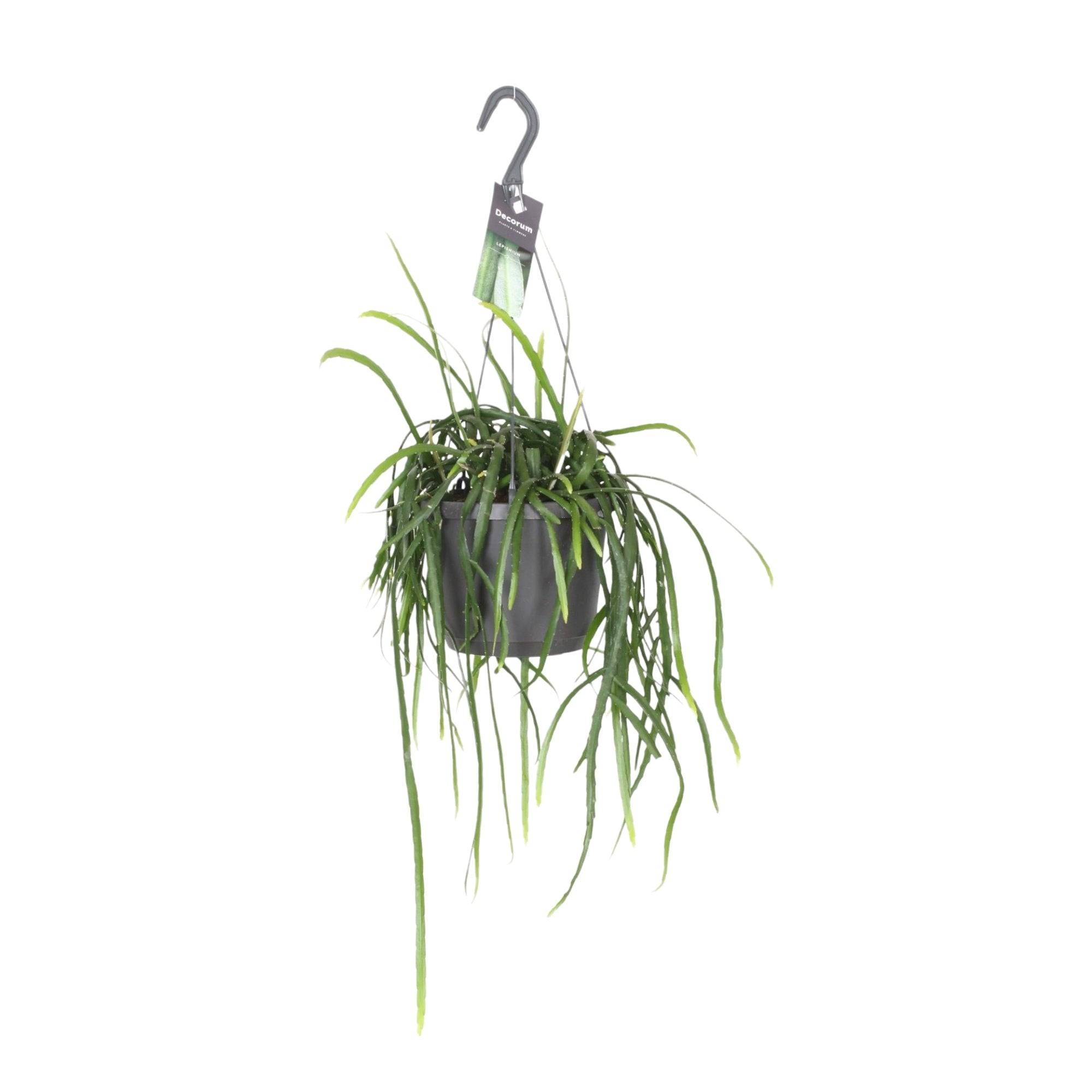 La Green Touch - Lepisium Bolivianum - D17 H40cm