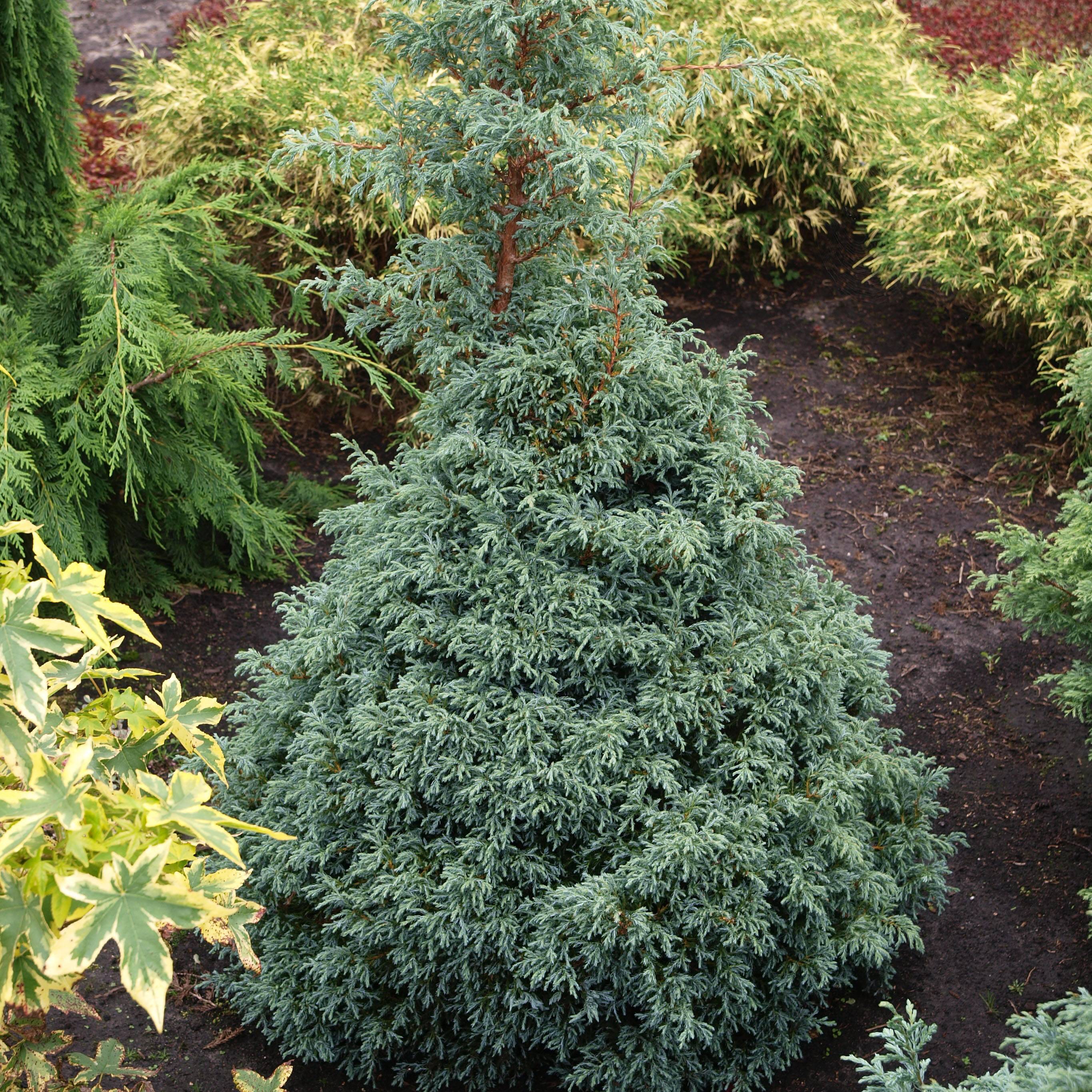 Cyprès Sawara - Chamaecyparis pisifera Baby Blue                Pot de 3L/4L