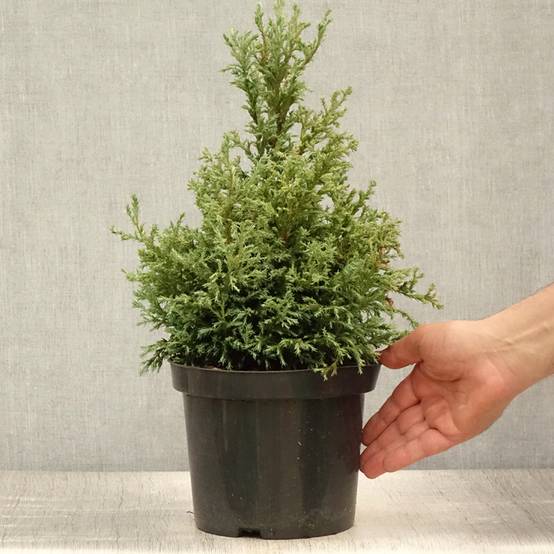 Cyprès Sawara - Chamaecyparis pisifera Baby Blue Pot de 3L/4L - Image 2