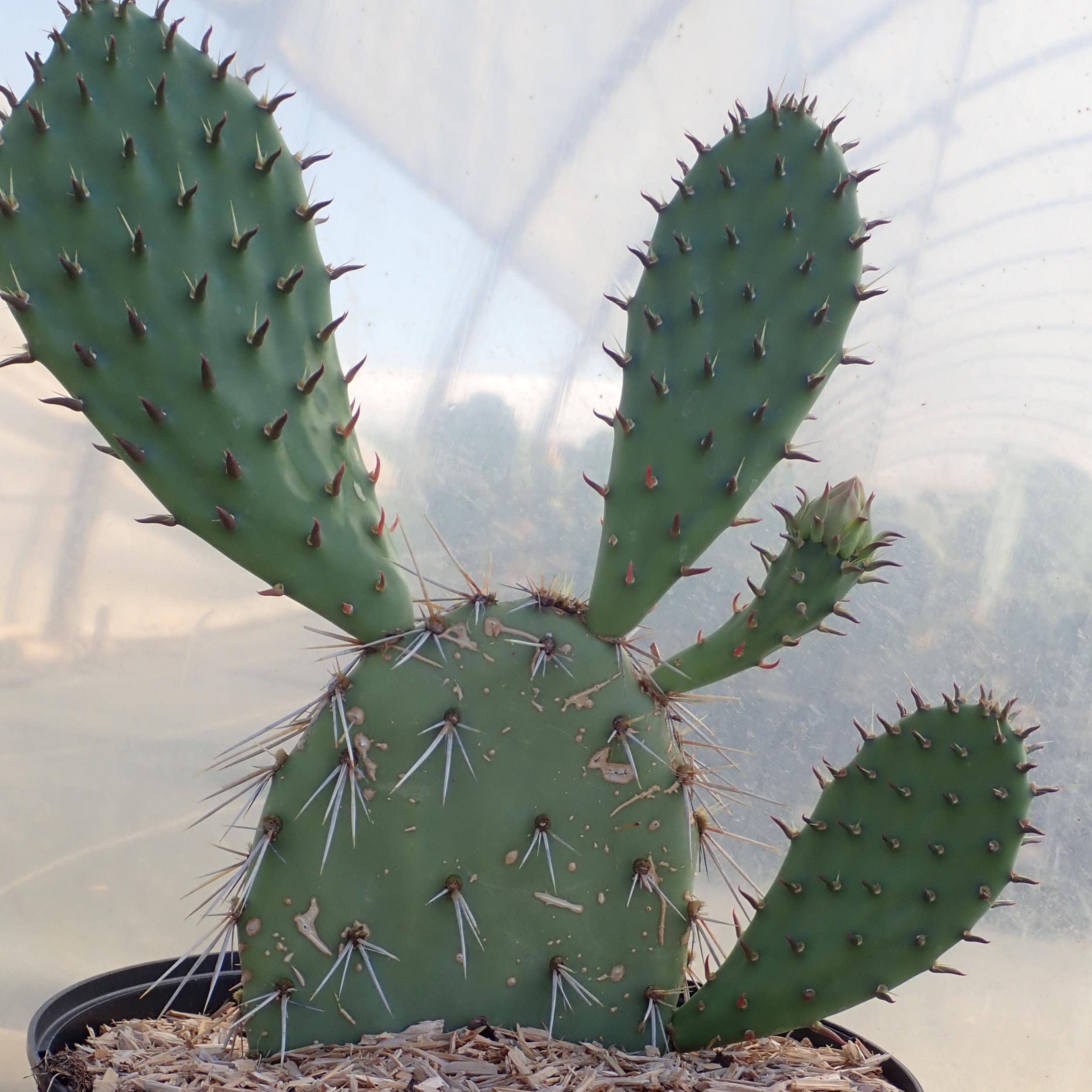 Opuntia dulcis - Cactus raquette Pot de 4L/5L - Jardiland