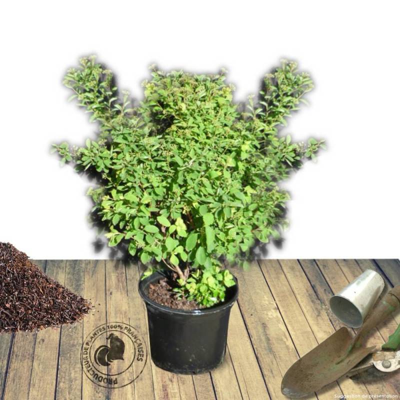 Spirée de Van Houtte Fujino Pink, Spiraea à fleurs Rose - feuillage Caduc - Pot de 3L - 20/40 cm-  hauteur à maturité De 2,50 m à 3,00 m - Imagen 5