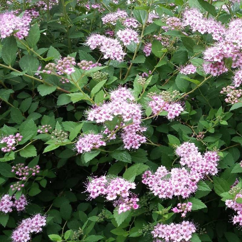 Spirée de Van Houtte Fujino Pink, Spiraea à fleurs Rose - feuillage Caduc - Pot de 3L - 20/40 cm-  hauteur à maturité De 2,50 m à 3,00 m - Imagen 1