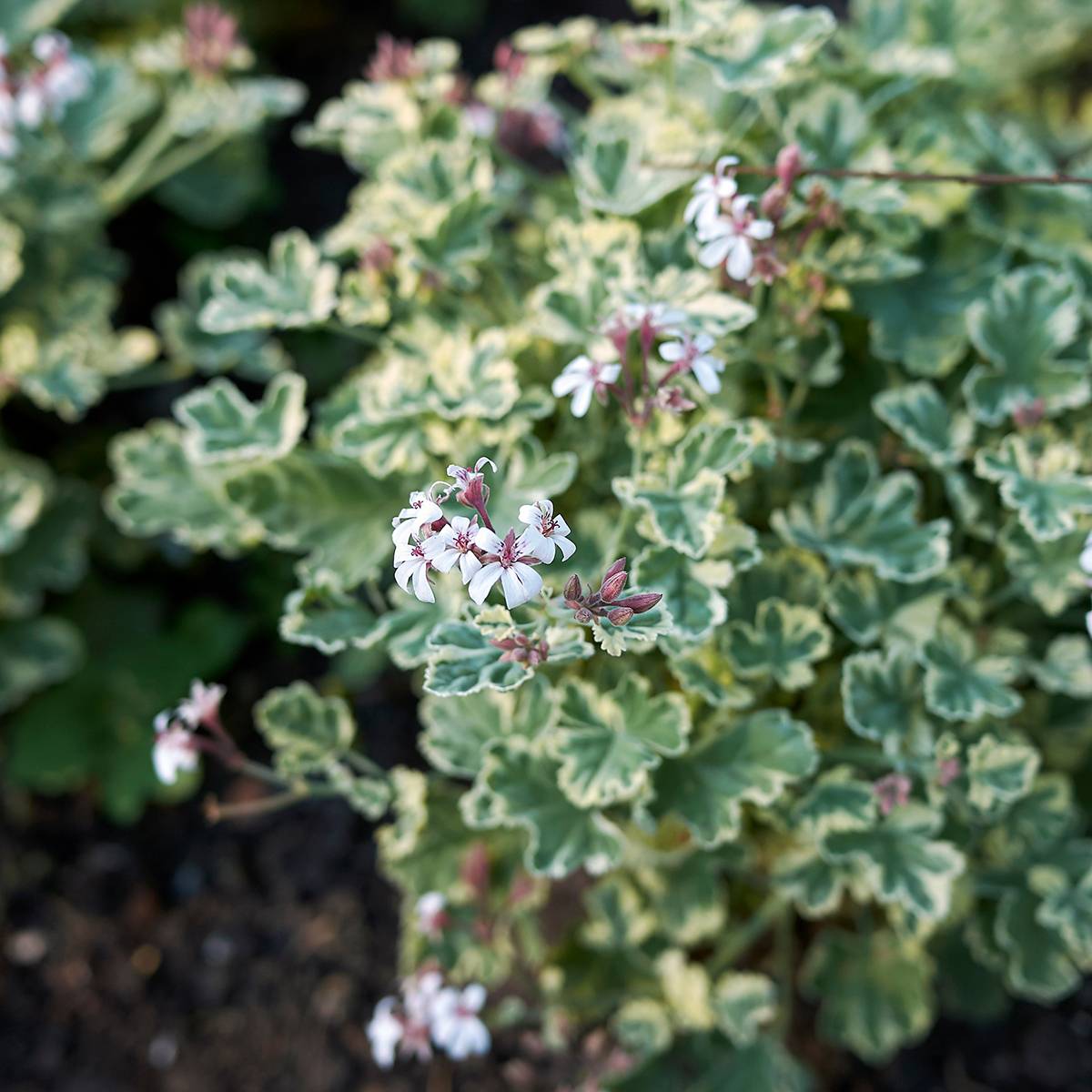 Pelargonium odorant fragrans Variegatum - Géranium parfum pin maritime Godet de 8/9 cm
