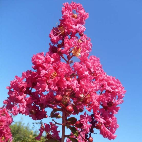 Lagerstroemia indica Souvenir d'André Desmartis - Lilas des Indes Pot de 3L/4L - Image 1