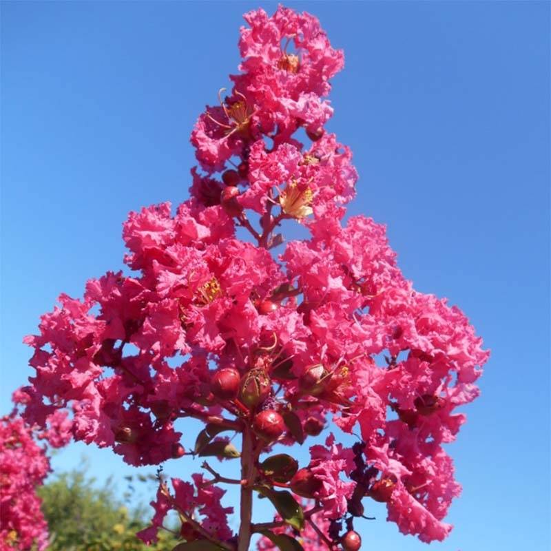 Lagerstroemia indica Souvenir d'André Desmartis - Lilas des Indes	 Pot de 3L/4L - Image 1