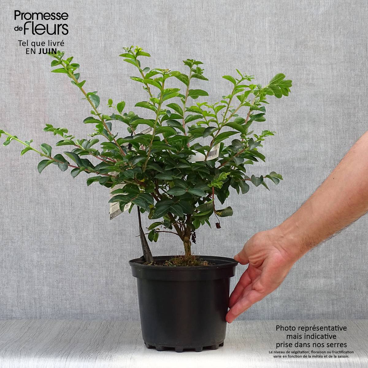 Lagerstroemia indica Souvenir d'André Desmartis - Lilas des Indes	 Pot de 3L/4L - Image 2