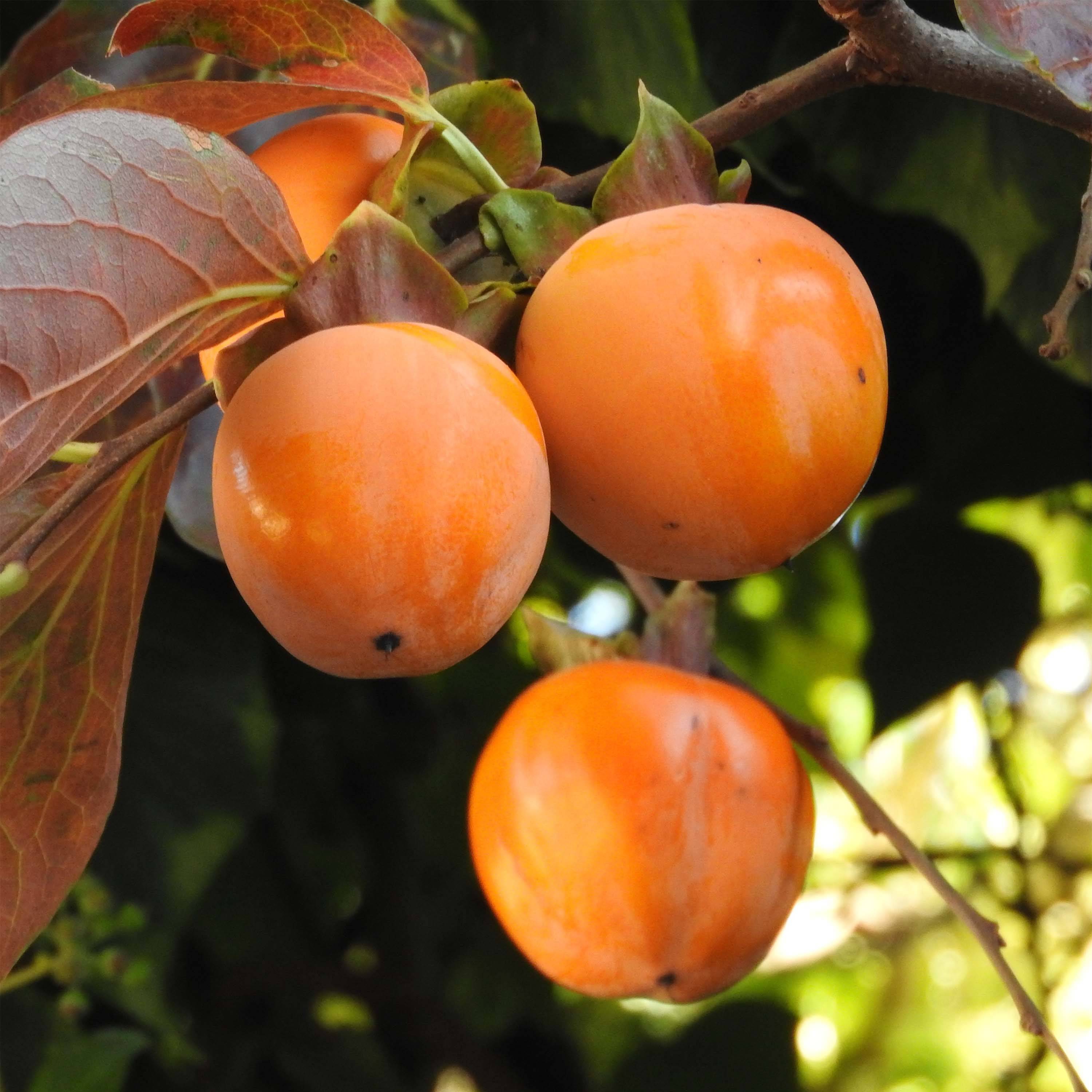 Diospyros kaki Costata - Plaqueminier Pot de 7,5L/10L, Gobelet, Tigette de 80 cm