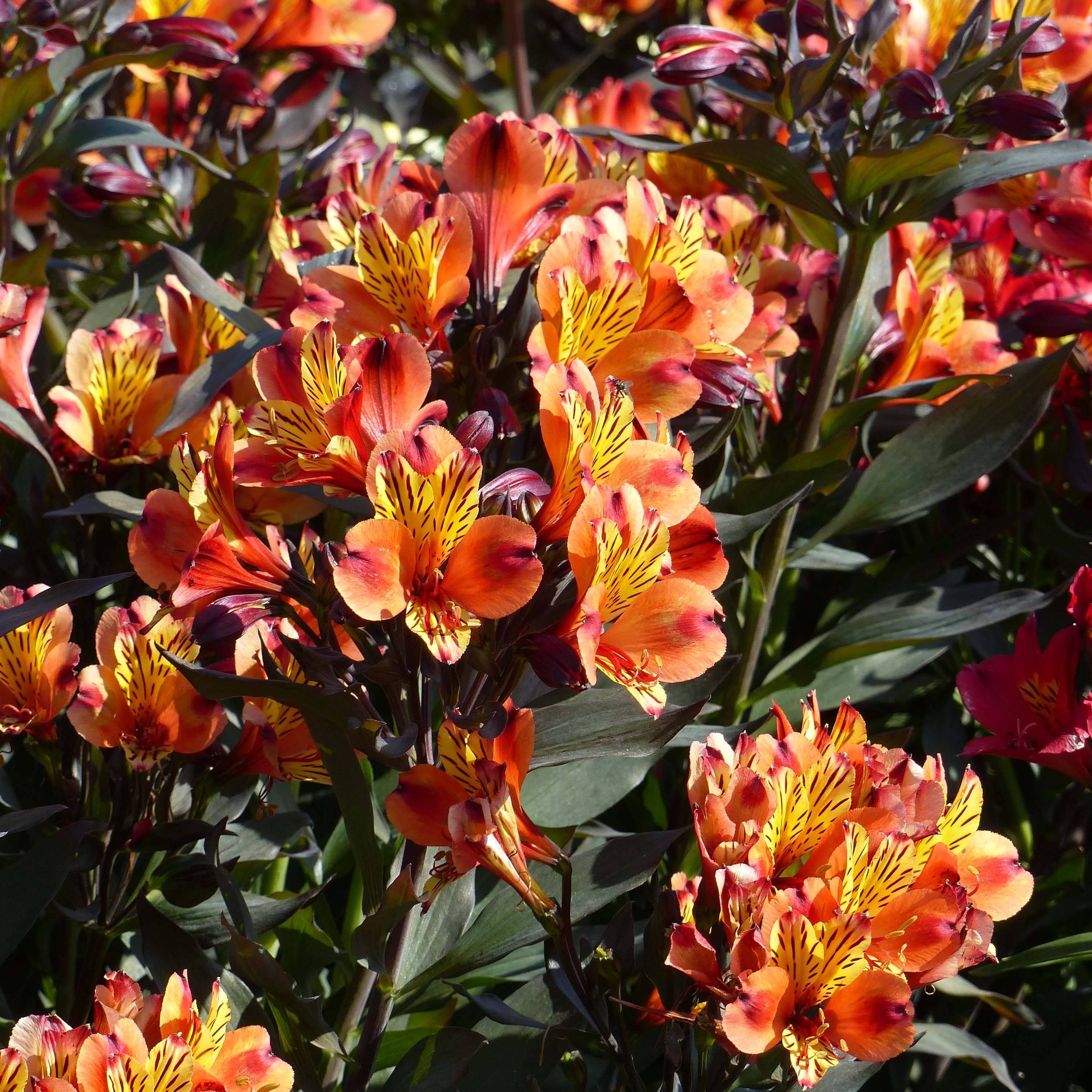 Alstroemeria Indian Summer - Lis des Incas Pot de 2L/3L