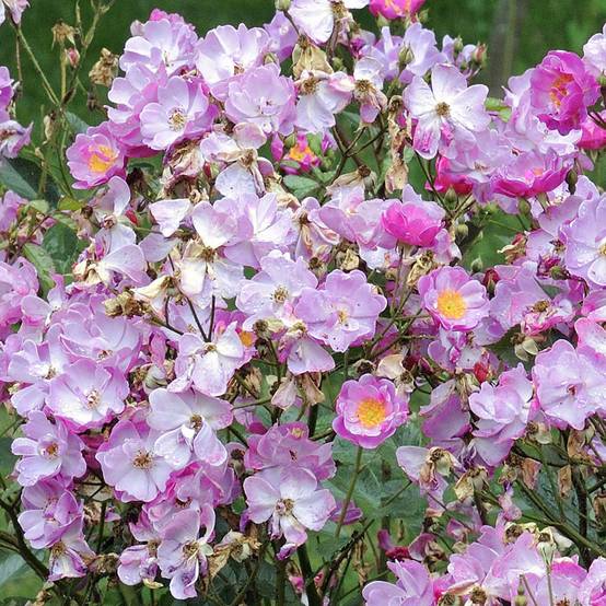 Promesse de Fleurs - Rosier arbustif Lavender Dream Pot de 2L/3L